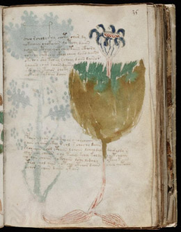 voynich_manuscript_01